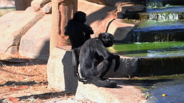 Spider monkeys (Ateles spp.), arboreal New World monkeys known for their exceptionally long limbs