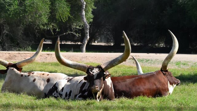 Resting Ankole-Watusi cattle (Bos taurus), a domestic cattle breed originating in Africa and renowned for their exceptionally long and massive horns.