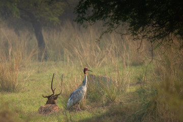 saras crane in the grassland of Bharatpur, keoladeo national park, Maharashtra, India © santosh