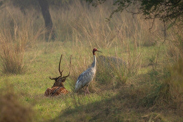 saras crane in the grassland of Bharatpur, keoladeo national park, Maharashtra, India © santosh