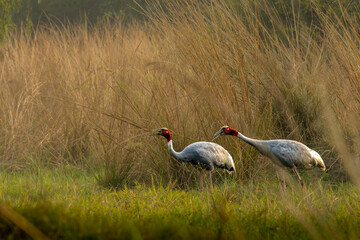 saras crane in the grassland of Bharatpur, keoladeo national park, Maharashtra, India © santosh