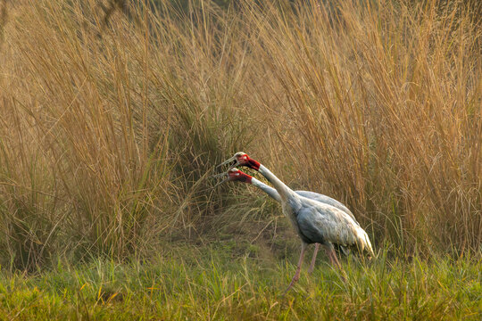 saras crane in the grassland of Bharatpur, keoladeo national park, Maharashtra, India