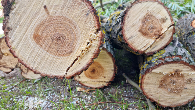 Rotten core of a tree. Sawn trees in a pile. Sanitary felling.