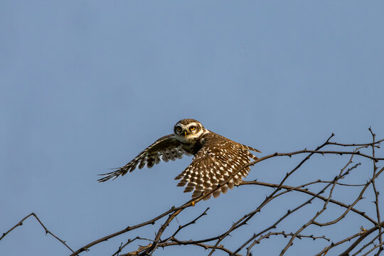 Spotted owlet in flight at Bharatpur, Rajasthan bird sanctuary, India