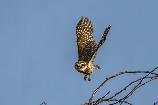 Spotted owlet in flight at Bharatpur, Rajasthan bird sanctuary, India