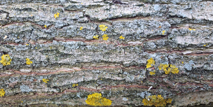 Rotten core of a tree. Sawn trees in a pile. Sanitary felling.