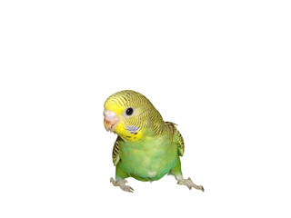 green parrot isolated on white © MM