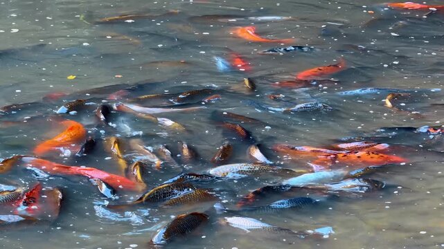 Numerous active big fish move in the muddy shallow water. Diverse carps hunting for food.