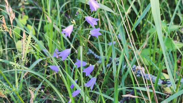 Wildflower grassland scene shows purple bellflowers blooming among tall green grass outdoors. Wildflower grassland scene captures delicate petals swaying gently under soft natural summer light.