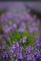 Obraz premium Purple flower garden meadow blossom bokeh green foliage nature floral soft focus scene with delicate wildflower stem lavender color shallow depth calm spring background