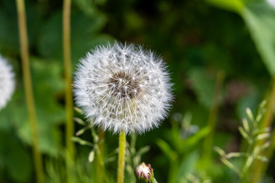 Dandelion Taraxacum officinale seed head with fuzzy pappus seeds in soft lighting in Anchorage Alaska USA