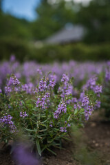 Obraz premium Purple flower garden bloom blossom green leaf soil nature cottage background soft bokeh with shallow focus in outdoor bed after rain vertical natural scene