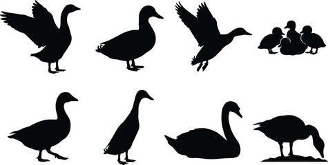 Waterfowl Silhouette Collection Featuring Ducks, Geese, Swans, and Ducklings in Various Poses for Educational and Design Use © Sohel