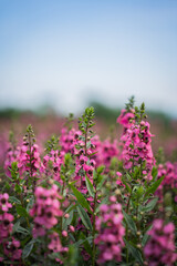 Obraz premium Pink flower meadow blossom stem petal green field nature cluster with soft focus, shallow depth, blue sky, and blurred background in calm spring garden landscape