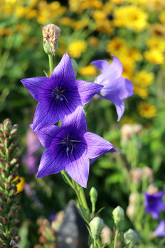 Purple bellflower bloom in colorful summer flower garden close up