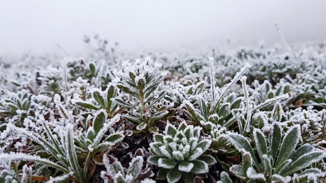 Macro view of delicate frost crystals clinging to alpine succulent plants in Debed Canyon, Armenia