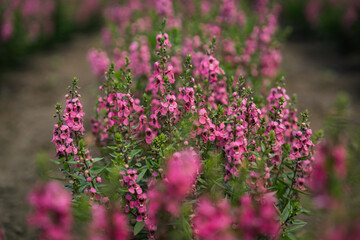 Obraz premium Pink flower blossom garden plant shrub foliage nature bokeh, soft focus floral cluster with green leaf, outdoor meadow growth, delicate spring bloom background