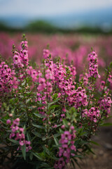 Obraz premium Pink flower wildflower field bloom meadow nature garden plant soft focus spring landscape with delicate blossom spike green foliage blurred background calm outdoor scene