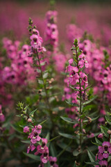 Obraz premium Pink flower, blossom, garden, stem, green leaf, meadow with soft focus background and natural light, showing delicate floral growth in peaceful outdoor setting