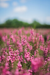 Obraz premium Pink flower field wildflower blossom meadow spring nature soft focus blue sky green foliage outdoor floral landscape with blurred background and sunny mood