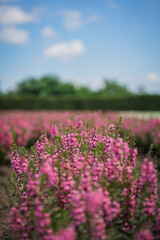 Obraz premium Pink flower flower field wildflower blossom garden meadow blue sky nature background with soft focus floral row green hedge summer light calm rural landscape