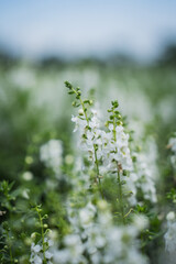 Fototapeta premium White flower green meadow wildflower bloom stem bokeh nature close up soft focus blurred background calm botanical scene in spring garden light