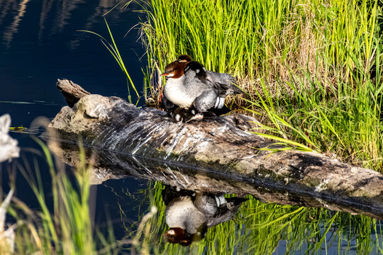 Common merganser Mergus merganser female with ducklings resting on a log with water reflection at Potter Marsh Anchorage Alaska USA