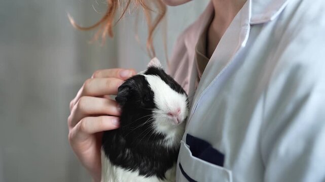 A black and white guinea pig held close to a veterinarian or lab technician, being gently petted. Pet care, cuddling, companionship, black and white