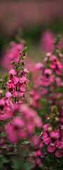 Fototapeta premium Pink flower, garden, blossom, plant, petal, stem with soft focus and blurred background, vertical close up of vibrant floral spike in outdoor spring meadow
