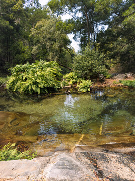 Lush forest around Poco Azul natural pool in Afife