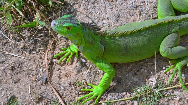 Green iguana (Iguana iguana), a large arboreal lizard widely distributed throughout Central and South America.