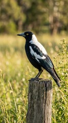 Fototapeta premium Australian magpie perched on a wooden fence post in a grassy field during golden hour