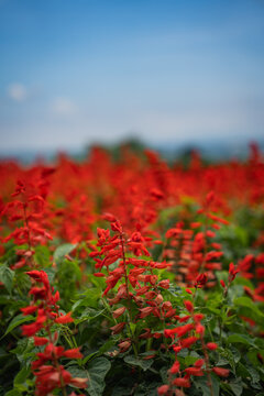 Red flower salvia blossom garden field green leaf blue sky shallow focus natural meadow with vibrant bloom and soft blurred background outdoor botanical scene in daylight