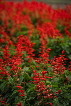 Red flower garden bloom leaf plant nature foliage spike background botanical scene with lush outdoor bed green stem shallow depth soft focus vertical view