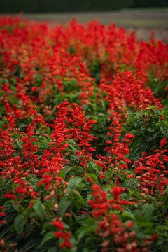 Red salvia flower garden bloom field green foliage plant blossom nature fill lush outdoor bed with dense scarlet spike and soft depth in peaceful park landscape