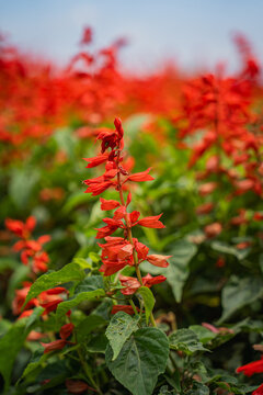 Red flower salvia blossom garden green leaf plant field nature shallow focus close view of vibrant spike bloom with soft background in outdoor botanical bed under daylight
