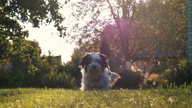 Funny black and white shaggy dog getting up from grass and slowly walking across lush backyard during warm sunny evening. Beautiful lens flare in the background