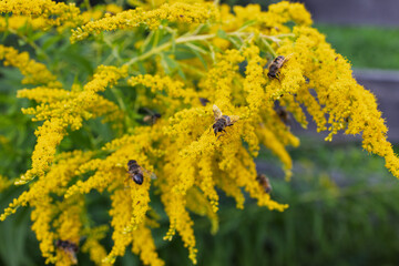 Obraz premium Several honey bees forage for pollen and nectar across dense yellow goldenrod blooms, showing active pollination in a late summer garden.