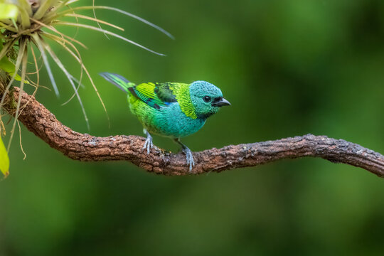 Vibrant Green-headed Tanager (Tangara seledon) perched on a vine near bromeliads in the Atlantic Forest, Brazil.