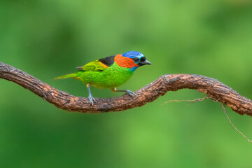 Obraz premium Red-necked Tanager (Tangara cyanocephala), known in Brazil as saíra-militar. It is recognized by its vibrant blue crown, bright red collar, black face mask, green underparts, and yellow wing patch.