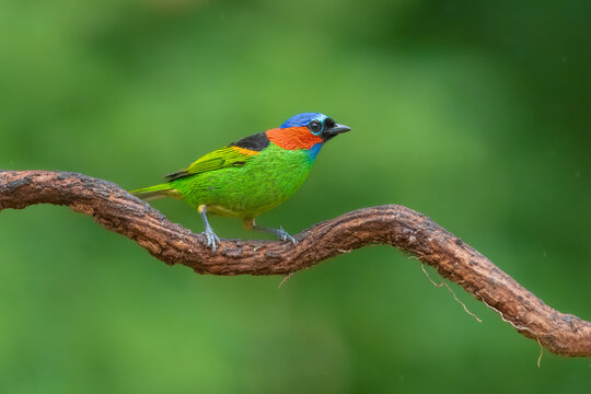Red-necked Tanager (Tangara cyanocephala), known in Brazil as sa&iacute;ra-militar. It is recognized by its vibrant blue crown, bright red collar, black face mask, green underparts, and yellow wing patch.