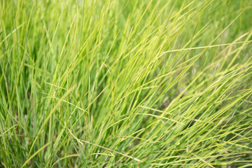 Fototapeta premium Summer meadow with grassy plant. Fresh nature background. Grassland meadow. Green grassy grass. Nature background. Green nature with grassy plant