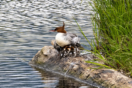 Common merganser Mergus merganser female with ducklings resting on a log in the water under overcast light in Potter Marsh Anchorage Alaska USA