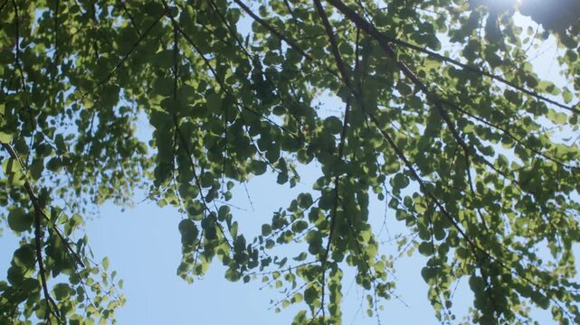 木漏れ日が差し込む新緑の木々と青空 爽やかな初夏の自然風景