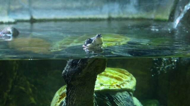 The giant South American river turtle (Podocnemis expansa), also known as the Arrau turtle