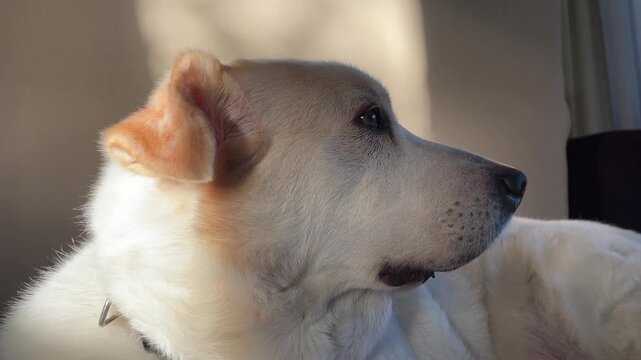 Large white Labrador Mastiff mixed breed dog relaxing outdoors in a natural setting