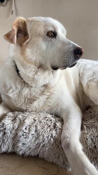 Large white Labrador Mastiff mixed breed dog relaxing outdoors in a natural setting