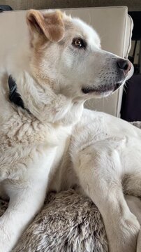 Large white Labrador Mastiff mixed breed dog relaxing outdoors in a natural setting