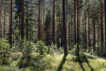 Fototapeta premium A bright pool of sunlight and paired tree shadows animate the grassy floor of a deep pine forest filled with young evergreens.
