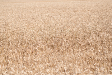 Obraz premium Crop field. Seed ripe nature background. Golden crop and ear of wheat. Farmland with field of rye in summer. Agriculture wheat field. Field on an agriculture farm. Farming